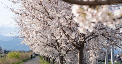 子どもとの思い出を素敵な写真に残そう！平塚の出張撮影フォトグラファーさん＆おすすめ撮影スポット紹介